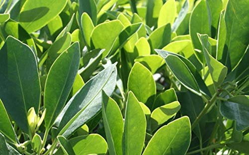 Anise Forest Green - 3 Live Plants - Illicium Parviflorum - Shade Loving Evergreen Hedge
