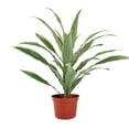 thumbnail image 5 of Dracaena Warneckki (6"+ Minimalist Pot) - Best Air purifying Indoor Plant - Medium to Bright Light Houseplants - Houseplant for Home Office Decoration, 5 of 5