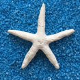 thumbnail image 4 of DVKOVI Mini Ocean Resin Animals Starfish Seashell Tiny Sea Models for Miniatures DIY Fish Tank Micro Landscaping One Size, 4 of 5