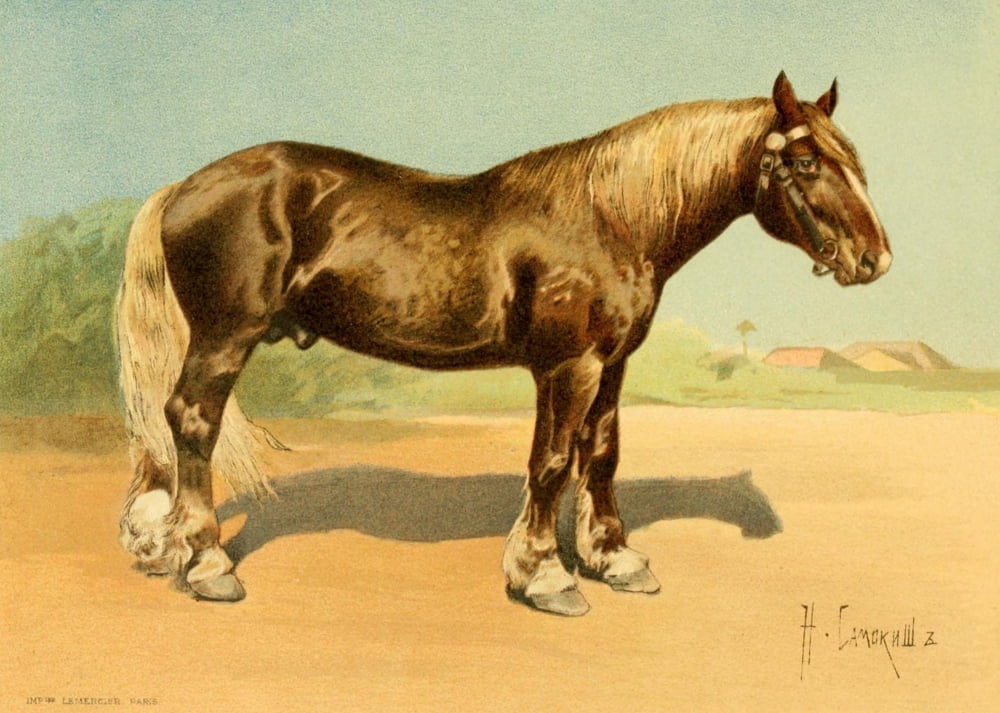 Les Races Chevaline