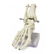 Vision Scientific Foot Skeleton Model