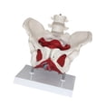 thumbnail image 2 of Modelo de Pelvis Femenina Modelo de Cadera Ciencia Médica Anatomía Médica con Músculos del Suelo Pélvico Modelo de Esqueleto Femenino para Ginecología, 2 of 8