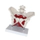 thumbnail image 2 of Modelo de pelvis femenina Modelo de esqueleto femenino Flexible con músculos del suelo pélvico para comunicación de patentes Partera en obstetricia, 2 of 9