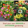 thumbnail image 3 of Harris Seeds Zinnia Zahara Mix, Mid-Height Flowering Variety, 25 Count, 3 of 7
