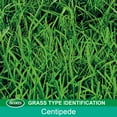 thumbnail image 5 of Scotts EZ Seed Patch & Repair Centipede Grass 10 lbs., 5 of 13