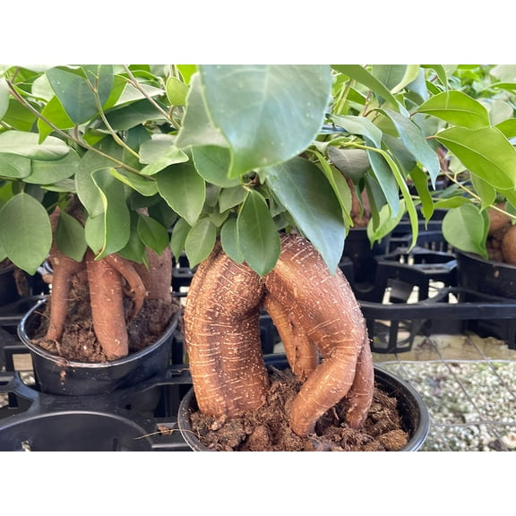 Florida House Plants Ficus Microcarpa Bonsai Live Plant in 6" Pot, Very Large and Healthy