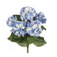 thumbnail image 1 of Arbuste Bleu Hortensia de 22 Po X 5 Caisses de 6, 1 of 1