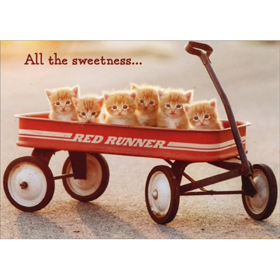 Avanti Press Kittens In Wagon Funny / Humorous New Pet Congratulations Card