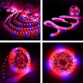 thumbnail image 4 of Tira LED de 5 metros para crecimiento de plantas, 300 LEDs SMD 5050, espectro completo, impermeable IP65, voltaje 12V, luz roja y azul (proporción 3:1), ideal para invernaderos y cultivos, 4 of 6