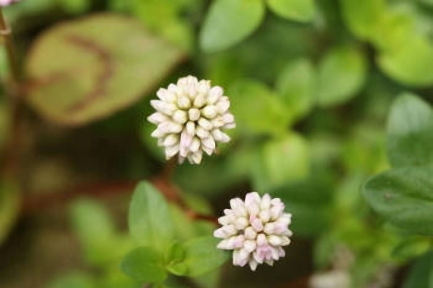 Thyme White Essential Oil 1 fl oz (30 ml) - 100% Pure and Natural by Silky Scents