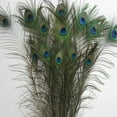 thumbnail image 3 of Fleurs Plumes de Queue pour Artisanat Lots Réels 1012 Pouces DIY Maison Plateforme Concurrents Ignorant Couleur et Taille 10 Pcs, 3 of 8