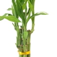 thumbnail image 4 of Arcadia Garden Products Live 5-Stem Lucky Bamboo in 2.5" Contour II, Tan, 4 of 5