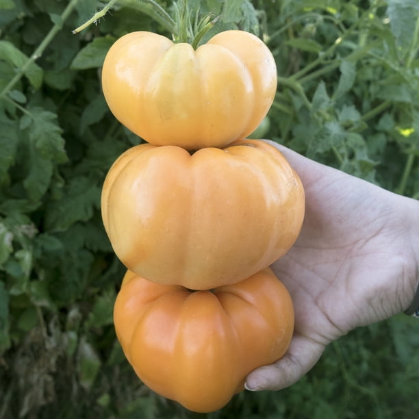 Dr Wyche s Yellow Tomato Seeds 4 Oz 27200 Seeds Non GMO Heirloom 