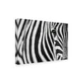 thumbnail image 4 of Trademark Fine Art Richard Guijt Zebra Stripes Canvas Wall Art, 4 of 4