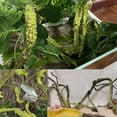 thumbnail image 2 of Artificial Flexible Reptile Vines Rattan Chameleon Lizard Terrarium Branches Bendable Jungle Reptile Pet Habitat Decoration 2 of 14