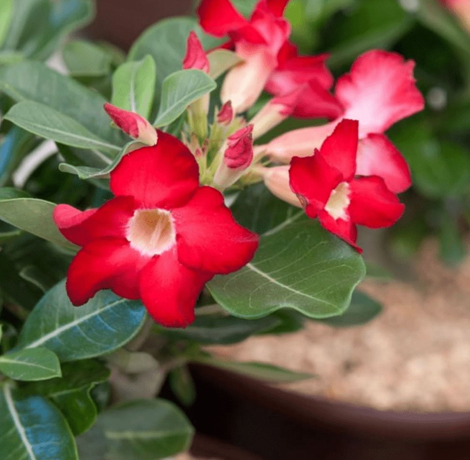 Red Desert Rose Live Plant, Adenium Succulent Starter for Indoor Outdoor Growing, 4–6 Inch Tall