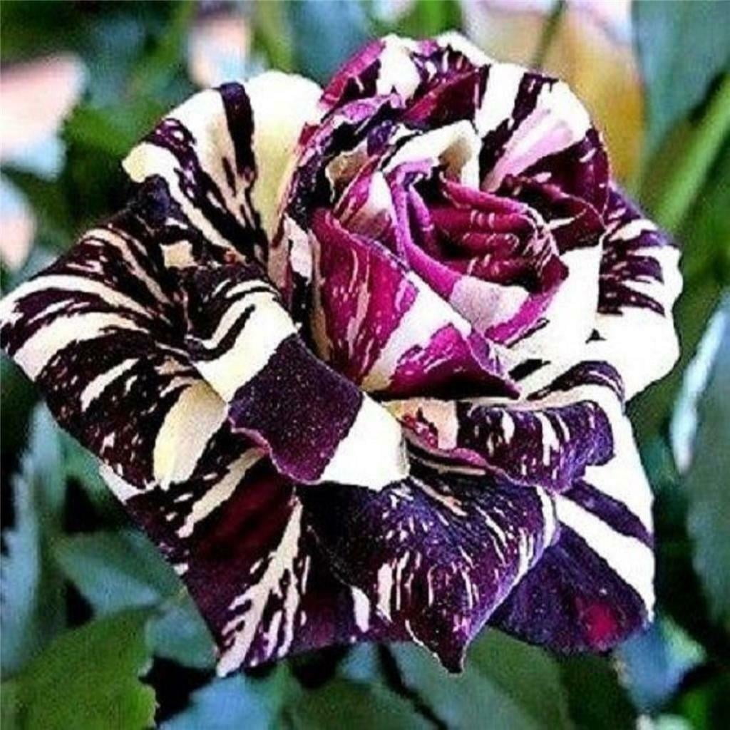 Heirloom Fresh Red Chinese Rose Flower Seeds 20 Seeds Strong Fragrant Flowers