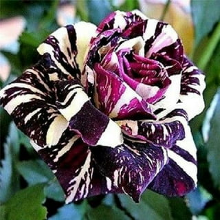 hermosa rosa negra  Black rose seeds, Black rose flower, Rose seeds