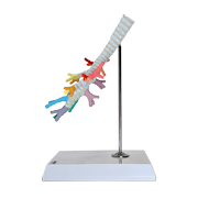 Axis Scientific Trachea and Bronchi Model - Scientific anatomy model, mini figure, Human anatomy system miniature, demonstration skill, learning school demonstration, educational model