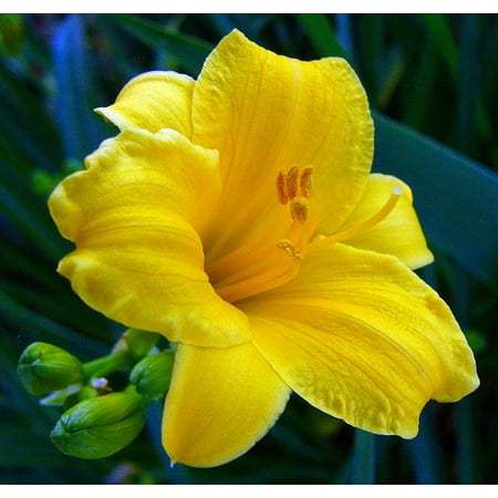 Stella D' Oro Daylily Perennial - Hemerocallis - Best Rebloomer - Quart (Best Place To Order Daylilies)