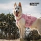 thumbnail image 4 of Arnés táctico para perros OneTigris, sin tirones, para perros pequeños, color rosa M, 4 of 7