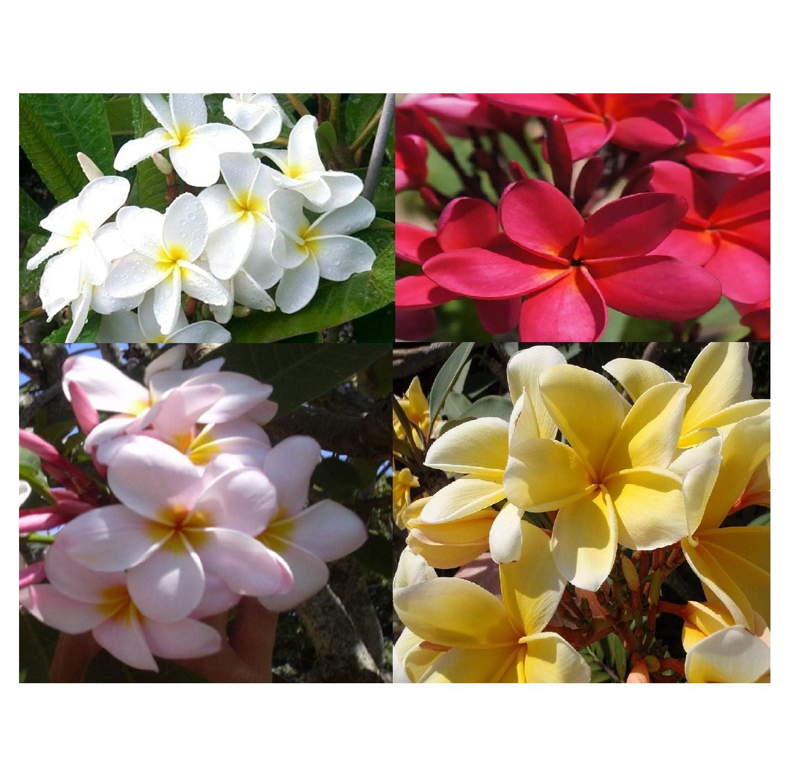 Plumeria Frangipani Live Plant Tree Shrub Cuttings Multi