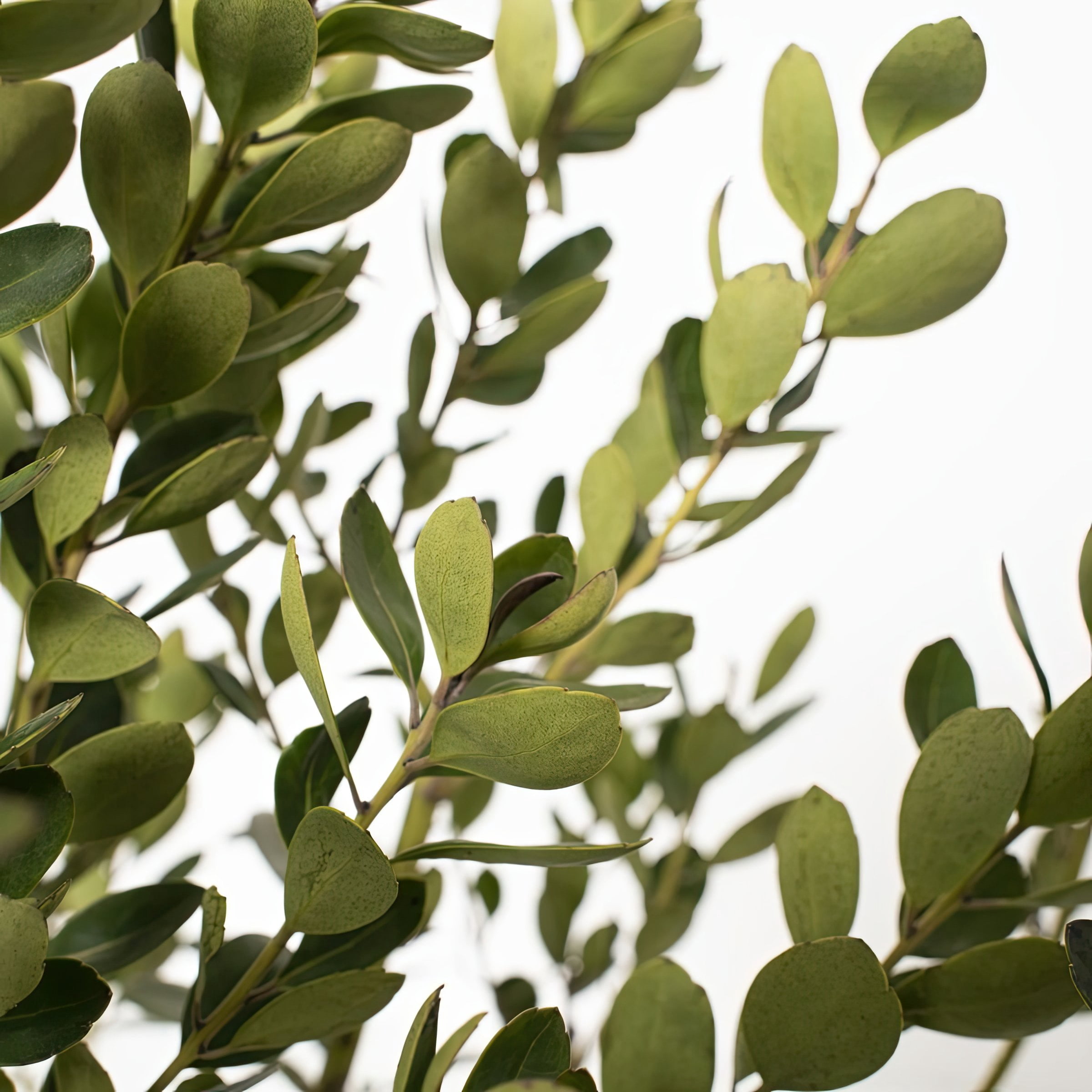 1 gal Ilex Glabra Densa Live Shrub Condition with Full Sunlight