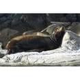 thumbnail image 1 of Posterazzi PDDCN02RSC0182 Sea Lions Batley Island Pacific Rim British Columbia Poster Print by Roddy Scheer - 26 x 18 in., 1 of 1