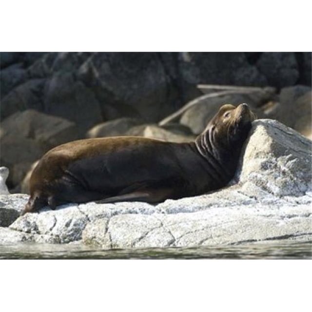 Posterazzi PDDCN02RSC0182 Sea Lions Batley Island Pacific Rim British Columbia Poster Print by Roddy Scheer - 26 x 18 in.