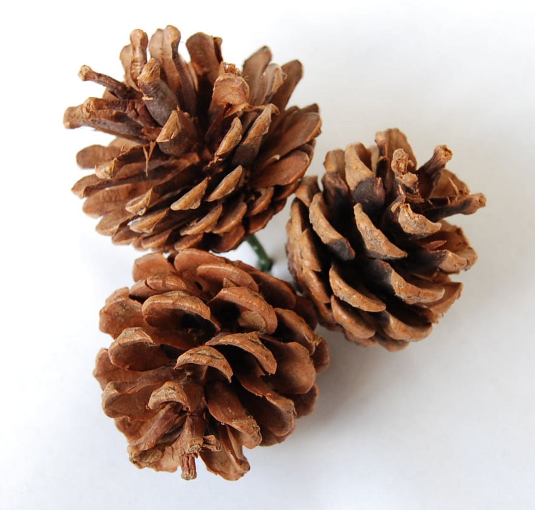 Large Pine Cone Picks (2 inch) - Three Pine Cones on A Pick - Set of 12 - Bendable Pick, Brown