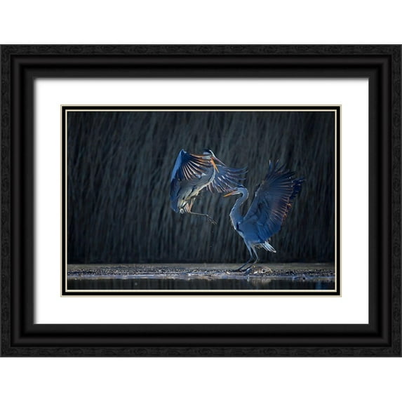 Chang, Phillip 14x11 Black Ornate Wood Framed with Double Matting Museum Art Print Titled - Grey heron