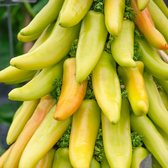 Mexican Sunrise F1 Hybrid AAS Hot Pepper Seeds - 300 Mg Packet ~40 Seeds - Non-GMO, F1 Hybrid - Vegetable Garden - Capsicum annuum