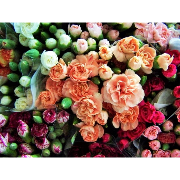 100 RAINBOW CARNATION Mix Mixed Colors Dianthus Caryophyllus Flower Seeds