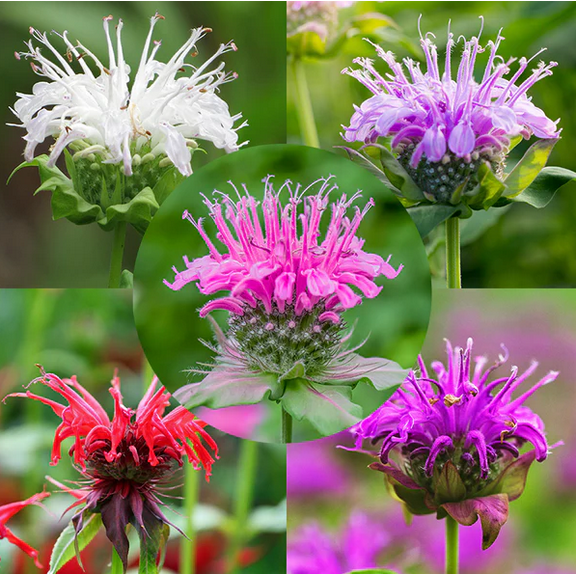 50 Colorful Bee Balm Seeds for Planting,  Mixed Wild Bergamot Monarda  Seeds