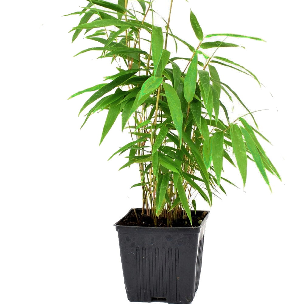 Green Panda Bamboo Bamboo Fargesia robusta Grow Indoors/Out 4
