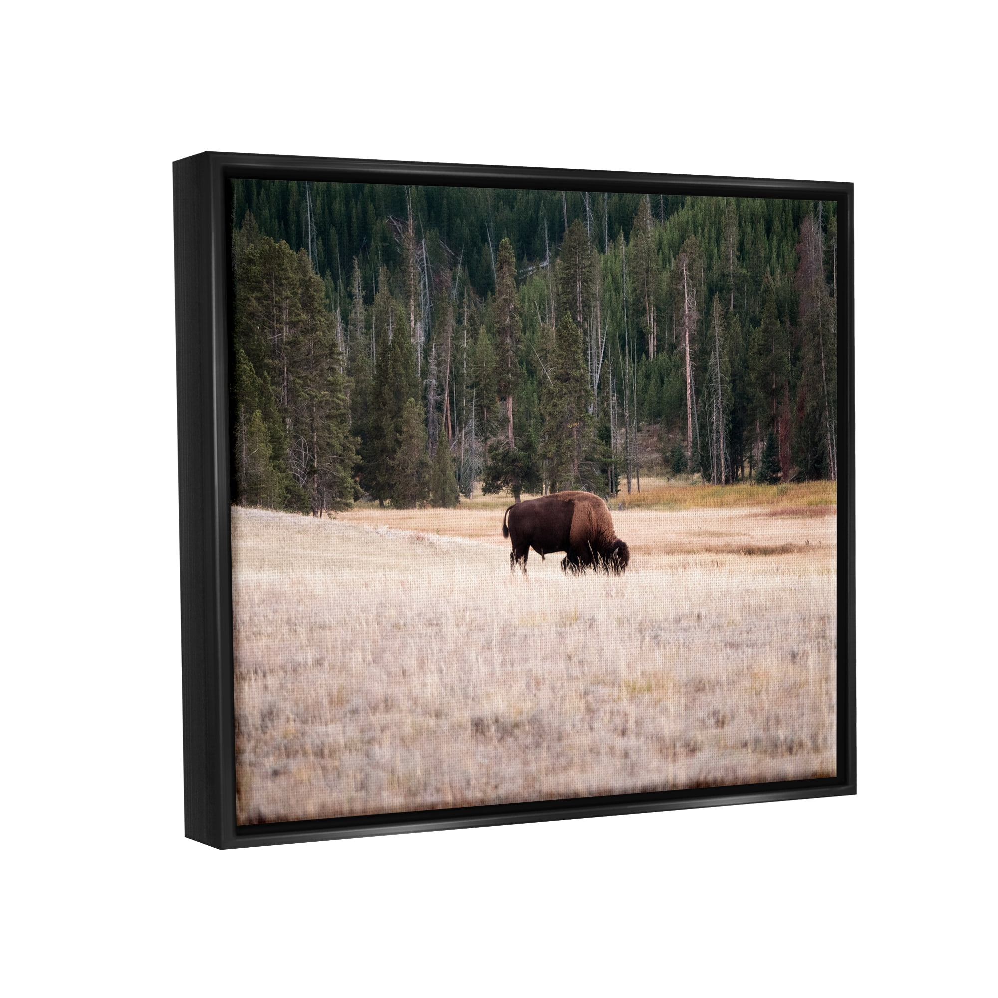 Stupell Bison Grazing Rural Country Landscape Animals & Insects Photography Black Floater Framed Art Print Wall Art