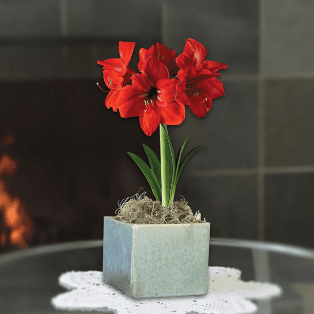 Amaryllis Ferrari Flower Bulb Gift in a Square Planter, Container
