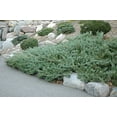 thumbnail image 2 of Hughes Juniper | 2 Large Gallon Size Plants | Juniperus Horizontalis | Ground Cover, Drought Tolerant, Evergreen Foliage, Low Maintenance, Landscaping Shrub, Spreading Habit, Cold Hardy, Ornamental, 2 of 6