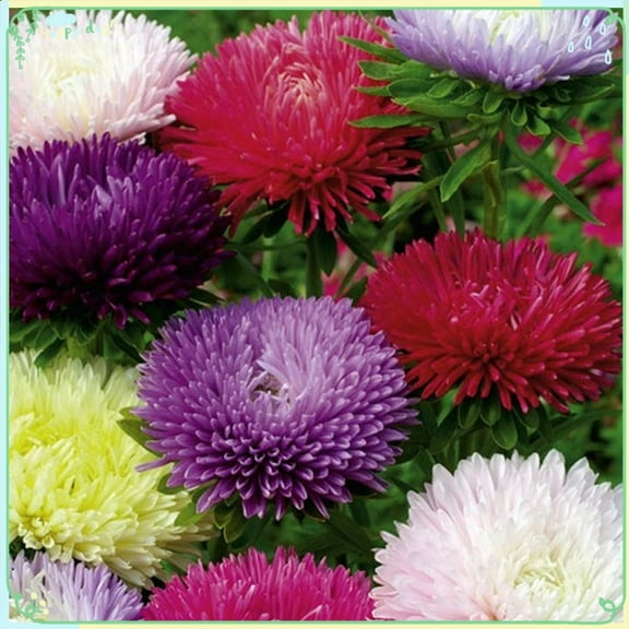 Rare Flower Plant Seeds 200  Aster Seeds - Tall Fraggle Mix