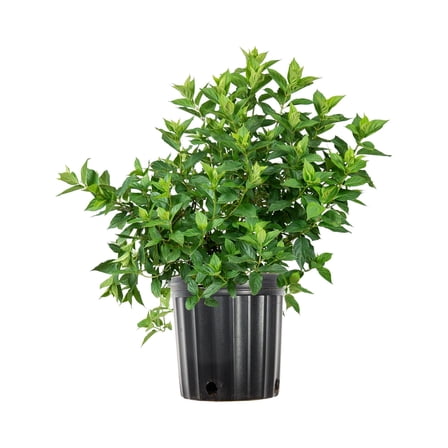 1 Gal. Limelight Hydrangea - Showy Flowers - Low Maintenance