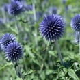 thumbnail image 2 of Outsidepride Perennial Globe Thistle Flower Seed for Full Sun - 1000 Seeds, 2 of 2