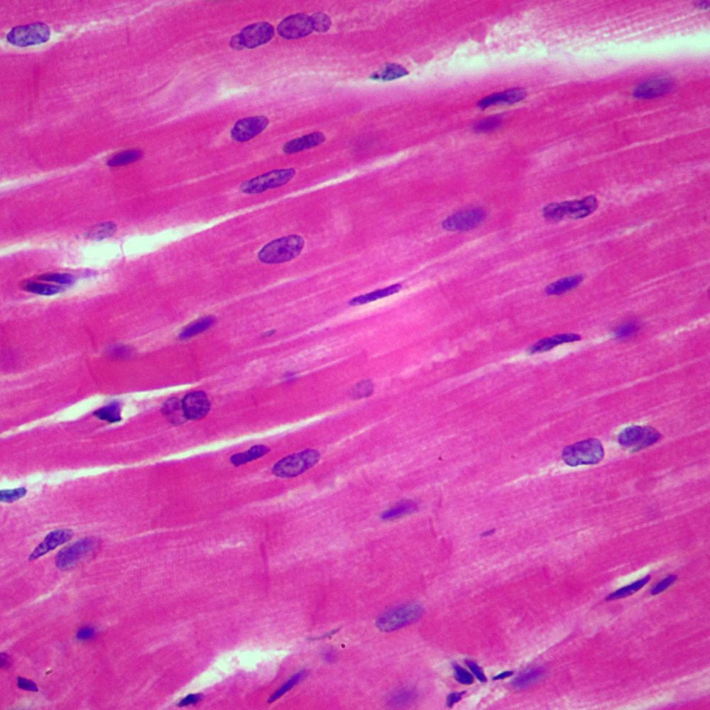 Mammal Cardiac Muscle, Sec. 7 M H&E Microscope Slide