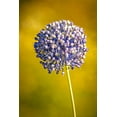 thumbnail image 2 of Jaynes Gallery 17x24 White Modern Wood Framed Museum Art Print Titled - USA-Colorado-Fort Collins Blue allium flower, 2 of 4