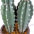thumbnail image 3 of Artificial cactus in EVA flower pot 26*25*88CM, 3 of 6