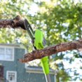 thumbnail image 3 of Greenworks 40V 8.5-Inch Cordless Pole Saw, Battery and Charger Not Included, 3 of 5