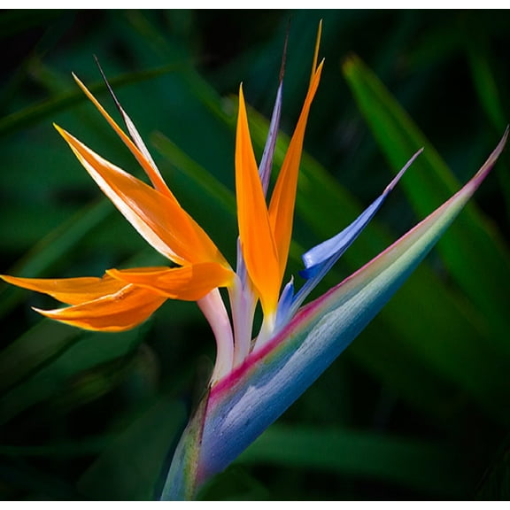 Strelitzia Reginae Bird of Paradise Plant Seeds  1 Pack - 4 Seeds per Pack - Full Sun