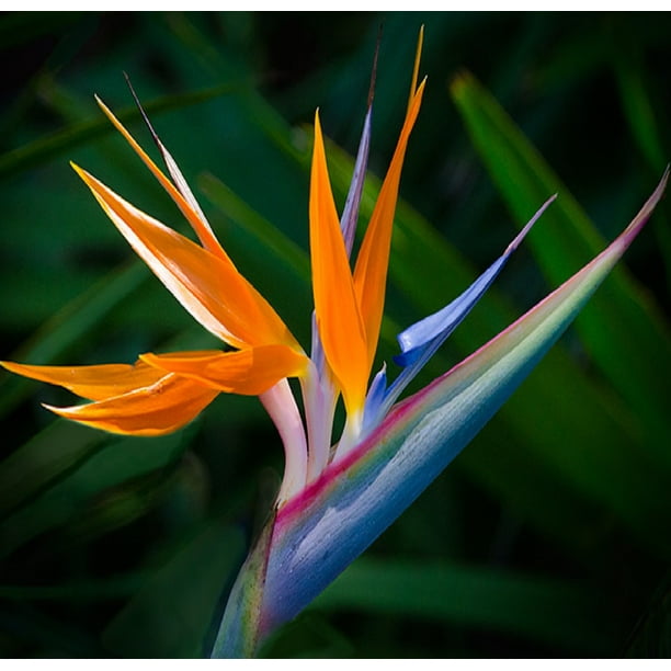 Strelitzia Reginae Bird of Paradise Plant Seeds 1 Pack - 4 Seeds per ...