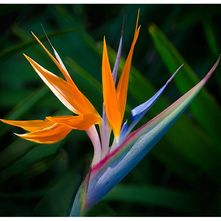 Multi Color Live Bird of Paradise Plant, 4