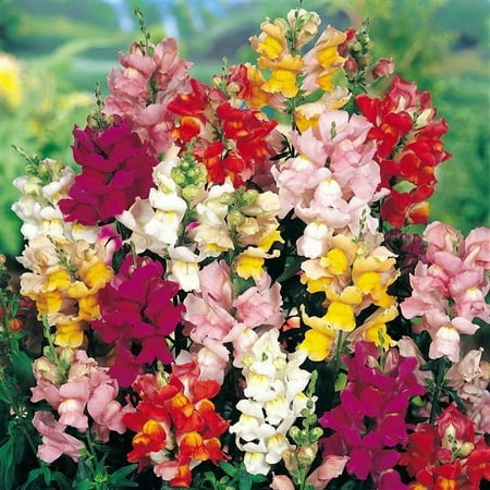 Expert Gardener 4 Inch Snapdragon