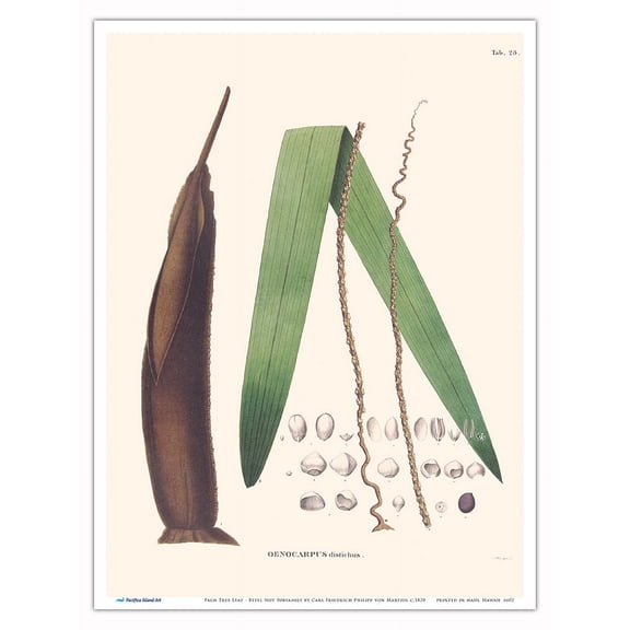 Palm Tree Leaf - Betel Nut Subfamily - (Oenocarpus Distichus) - Vintage Botanical Illustration by Carl Friedrich Philipp von Martius c.1820s - Master Art Print (Unframed) 9in x 12in